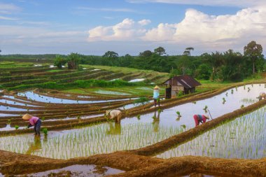 Endonezya 'da güzel bir sabah manzarası, dağ sıraları ve açık gökyüzü olan pirinç tarlalarının panoramik manzarası