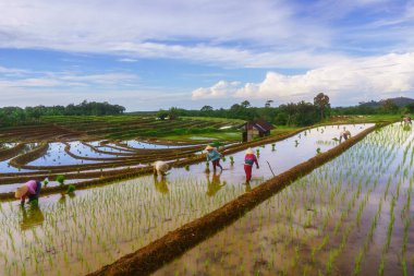 Endonezya 'da güzel bir sabah manzarası, dağ sıraları ve açık gökyüzü olan pirinç tarlalarının panoramik manzarası