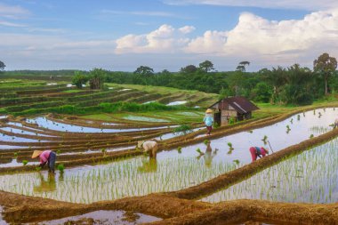 Endonezya 'da güzel bir sabah manzarası, dağ sıraları ve açık gökyüzü olan pirinç tarlalarının panoramik manzarası