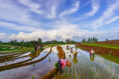 Endonezya 'da güzel bir sabah manzarası, dağ sıraları ve açık gökyüzü olan pirinç tarlalarının panoramik manzarası