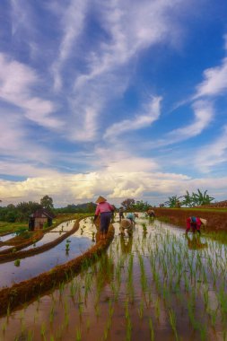 Endonezya 'da güzel bir sabah manzarası, dağ sıraları ve açık gökyüzü olan pirinç tarlalarının panoramik manzarası
