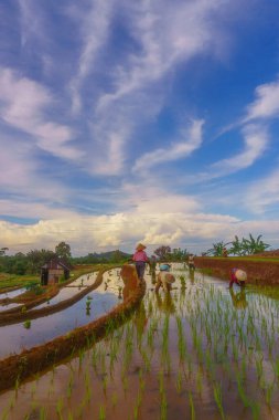 Endonezya 'da güzel bir sabah manzarası, dağ sıraları ve açık gökyüzü olan pirinç tarlalarının panoramik manzarası