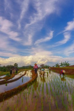 Endonezya 'da güzel bir sabah manzarası, dağ sıraları ve açık gökyüzü olan pirinç tarlalarının panoramik manzarası
