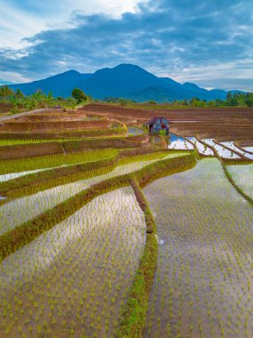 Endonezya 'da güzel bir sabah manzarası, dağ sıraları ve açık gökyüzü olan pirinç tarlalarının panoramik manzarası