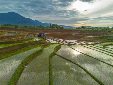 Endonezya 'da güzel bir sabah manzarası, dağ sıraları ve açık gökyüzü olan pirinç tarlalarının panoramik manzarası
