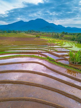 Endonezya 'da güzel bir sabah manzarası, dağ sıraları ve açık gökyüzü olan pirinç tarlalarının panoramik manzarası