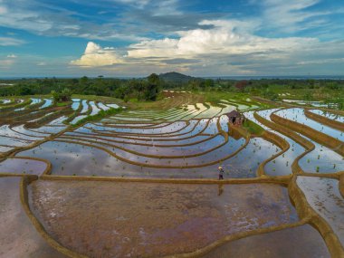 Endonezya 'da güzel bir sabah manzarası, dağ sıraları ve açık gökyüzü olan pirinç tarlalarının panoramik manzarası