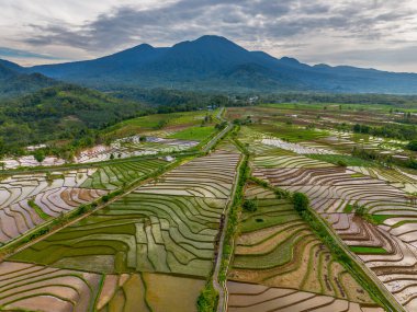 Endonezya 'da güzel bir sabah manzarası, dağ sıraları ve açık gökyüzü olan pirinç tarlalarının panoramik manzarası