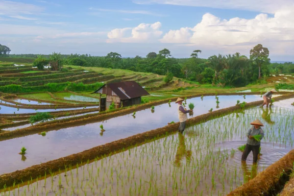 Endonezya 'da güzel bir sabah manzarası, dağ sıraları ve açık gökyüzü olan pirinç tarlalarının panoramik manzarası