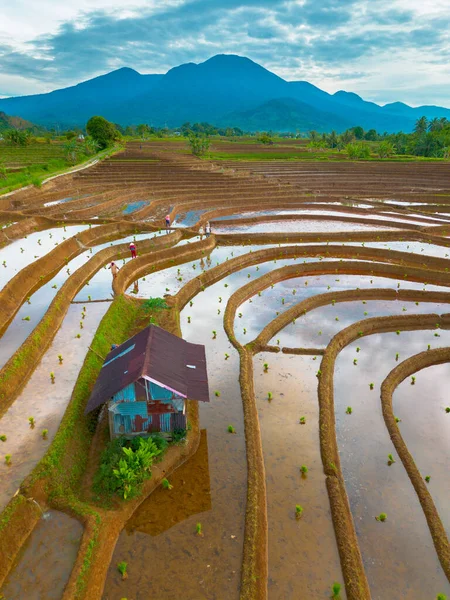 Endonezya 'da güzel bir sabah manzarası, dağ sıraları ve açık gökyüzü olan pirinç tarlalarının panoramik manzarası