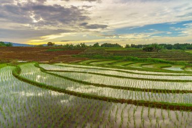 Endonezya 'da güzel bir sabah manzarası, dağ sıraları ve açık gökyüzü olan pirinç tarlalarının panoramik manzarası