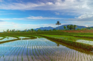 Endonezya 'da güzel bir sabah manzarası, dağ sıraları ve açık gökyüzü olan pirinç tarlalarının panoramik manzarası