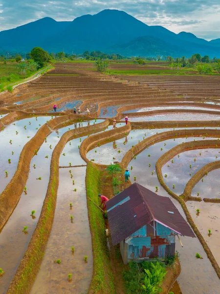 Endonezya 'da güzel bir sabah manzarası, dağ sıraları ve açık gökyüzü olan pirinç tarlalarının panoramik manzarası