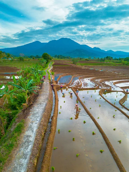 Endonezya 'da güzel bir sabah manzarası, dağ sıraları ve açık gökyüzü olan pirinç tarlalarının panoramik manzarası