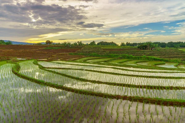 Endonezya 'da güzel bir sabah manzarası, dağ sıraları ve açık gökyüzü olan pirinç tarlalarının panoramik manzarası
