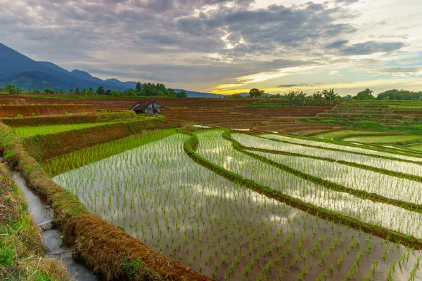 Endonezya 'da güzel bir sabah manzarası, dağ sıraları ve açık gökyüzü olan pirinç tarlalarının panoramik manzarası