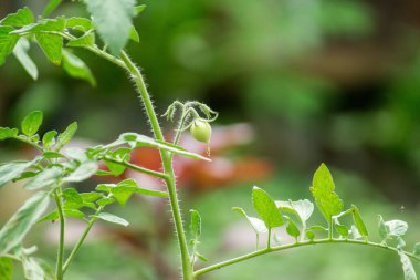 Sabah bahçede Endonezya çiçeklerinin güzelliği