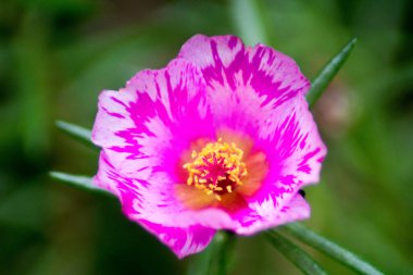 Sabah bahçede Endonezya çiçeklerinin güzelliği