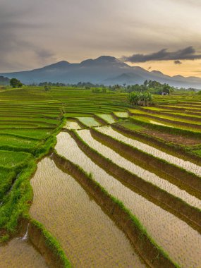 Fasting Season at Dawn Rice Farmers Working in Kemumu Agricultural Area, Indonesia
