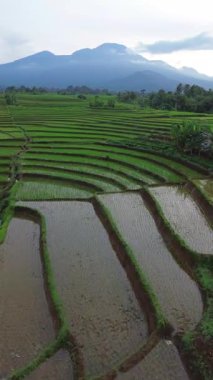 Endonezya 'da güzel bir sabah manzarası, dağ sıraları ve açık gökyüzü olan pirinç tarlalarının panoramik manzarası