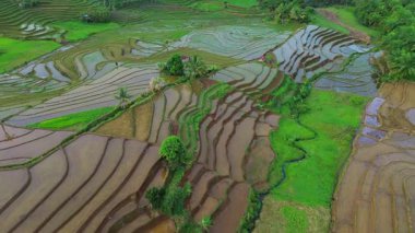 Endonezya 'da güzel bir sabah manzarası, dağ sıraları ve açık gökyüzü olan pirinç tarlalarının panoramik manzarası