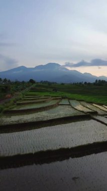 Endonezya 'da güzel bir sabah manzarası, dağ sıraları ve açık gökyüzü olan pirinç tarlalarının panoramik manzarası
