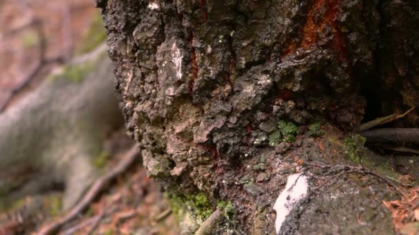 Alter Baum und Frühling tauen auf. nahtlose Schleife — Stockvideo