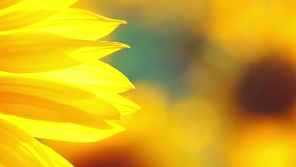 Sfondo con petali di girasole — Video Stock