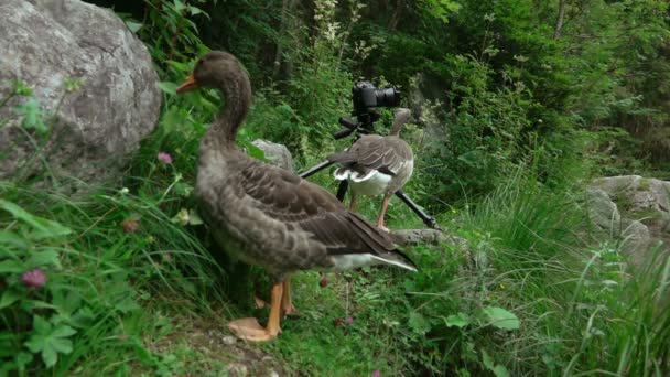 Nieuwsgierig Duitse vogel. Slow Motion — Stockvideo