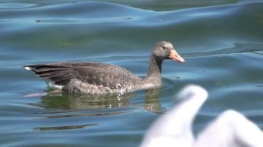 Martılar ördek uçmak. Ağır çekim