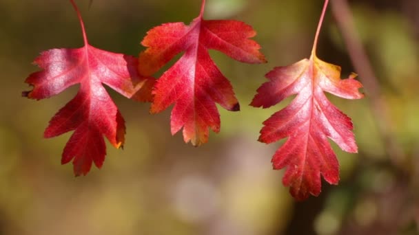 Tres hojas rojas de otoño — Vídeos de Stock