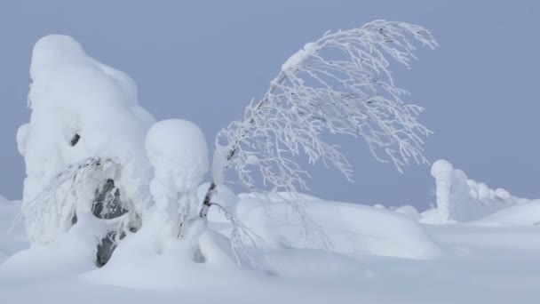 Πολύ χιόνι και λεπτό δέντρο. Αδιάλειπτη βρόχο — Αρχείο Βίντεο