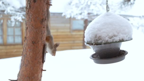 Eichhörnchen und Vogelfutterhäuschen — Stockvideo