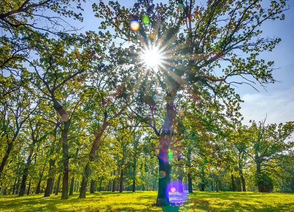 Warme Wolkenloze Dag Een Leeg Park Zonnestralen Maken Hun Weg — Stockfoto