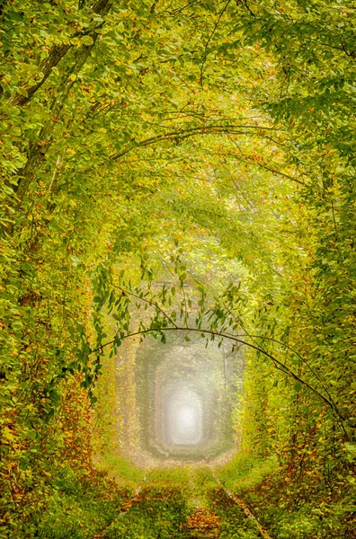 Однопутная Железная Дорога Через Осенний Лес Стилизованная Картину Маслом — стоковое фото