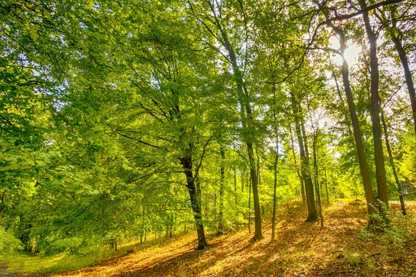 Cloudless Warmy Day Empty Park Sun Rays Make Way Foliage — Stock Photo, Image