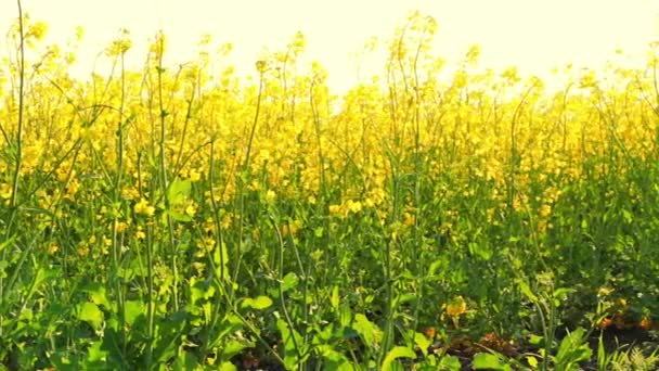 Seara Primăvară Mulțime Flori Sălbatice Canola Galben — Videoclip de stoc