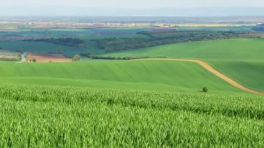 Güney Moravya. Tepedeki tarlalarda bahar günü. Ön planda sulu, taze buğday