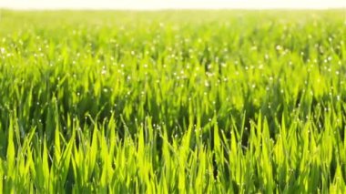 Güneşli bir bahar sabahı. Çiy damlaları ile kalın, genç çimenler