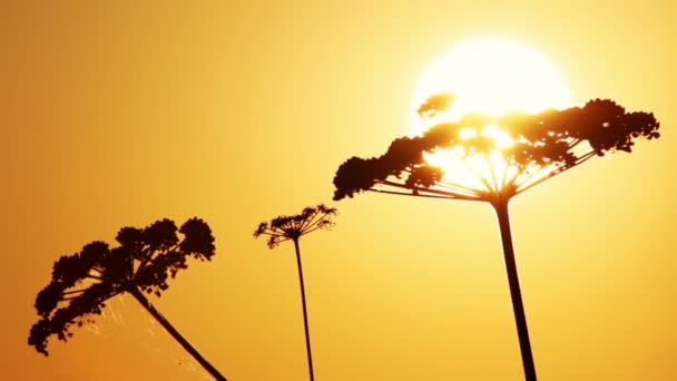 Sol Brilhante Céu Pôr Sol Laranja Silhuetas Estepe Tremam Vento — Vídeo de Stock