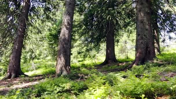 Árvores Velhas Abeto Floresta Selvagem Raios Sol Atravessam Coroas Das — Vídeo de Stock