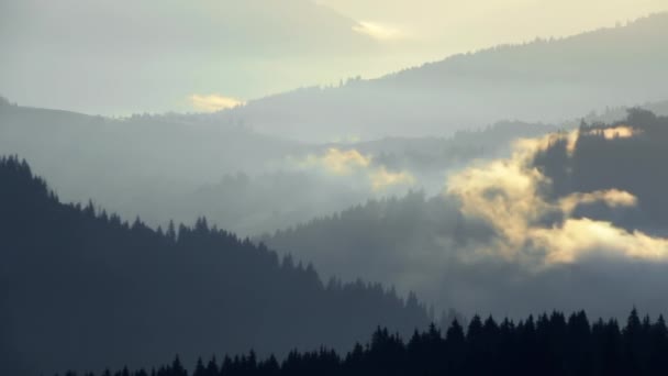 低山の高密度針葉樹林で生い茂った 夜明けの太陽は朝の霧を照らす 動きが速い — ストック動画