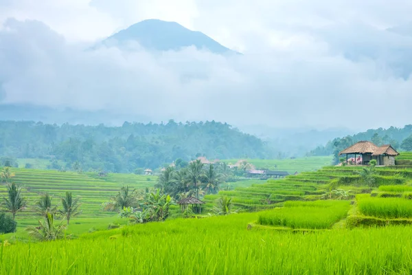 Indonézia Egy Kis Falu Rizsföldek Java Szigeten Köd Eső Után — Stock Fotó