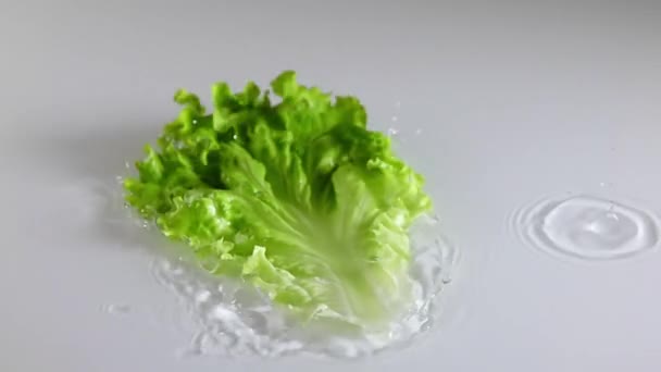 Mesa Blanca Con Una Fina Capa Agua Una Hoja Lechuga — Vídeos de Stock