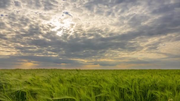 Campo Sem Fim Com Trigo Verde Raios Sol Fazer Seu — Vídeo de Stock