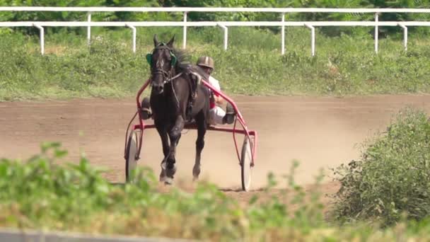 夏日天气晴朗 在河马场 马被套在跑车上 骑在尘土中的弯上 慢动作 — 图库视频影像