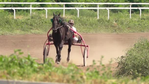 Solig Sommardag Hippodromen Häst Fastspänd Sportvagn Rider Krök Dammet Långsamma — Stockvideo