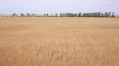 Olgun buğday tarlasından kalkış. Düz arazi. Hava görünümü