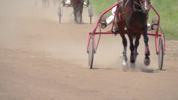 夏日天气晴朗 在河马场 几匹马被用来拉车 一个接一个地奔跑 慢动作 — 图库视频影像