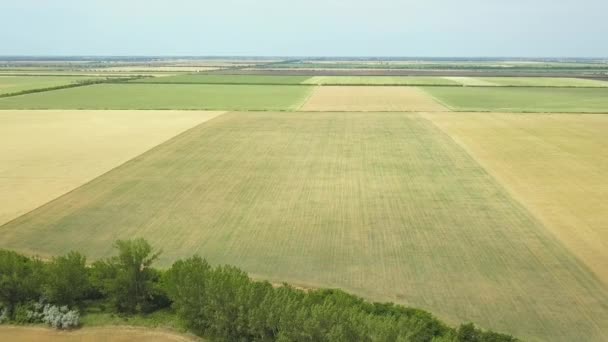Fliegen Über Die Felder Des Reifen Weizens Ebenes Gelände Lkw — Stockvideo
